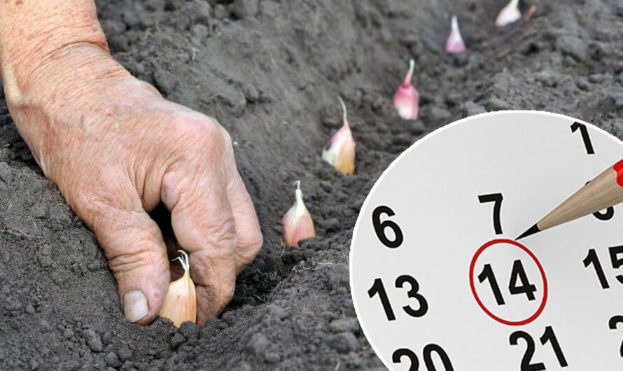 Сприятливі дні для посадки озимого часнику за місячним календарем
