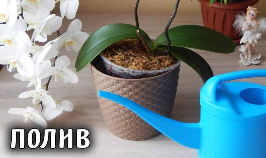 Від весни до осені: як правильно поливати орхідеї для пишного цвітіння