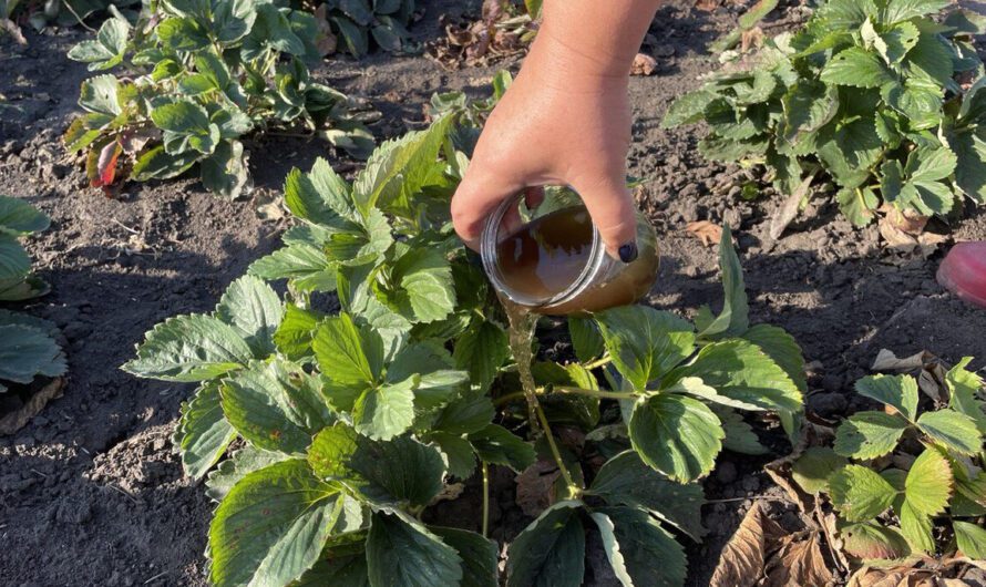 Коли та чим підживлювати полуницю восени. Зміцнюємо кущі перед зимою