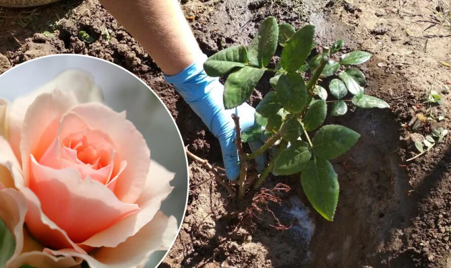 Як зрозуміти, що троянді потрібна пересадка, та як правильно це робити