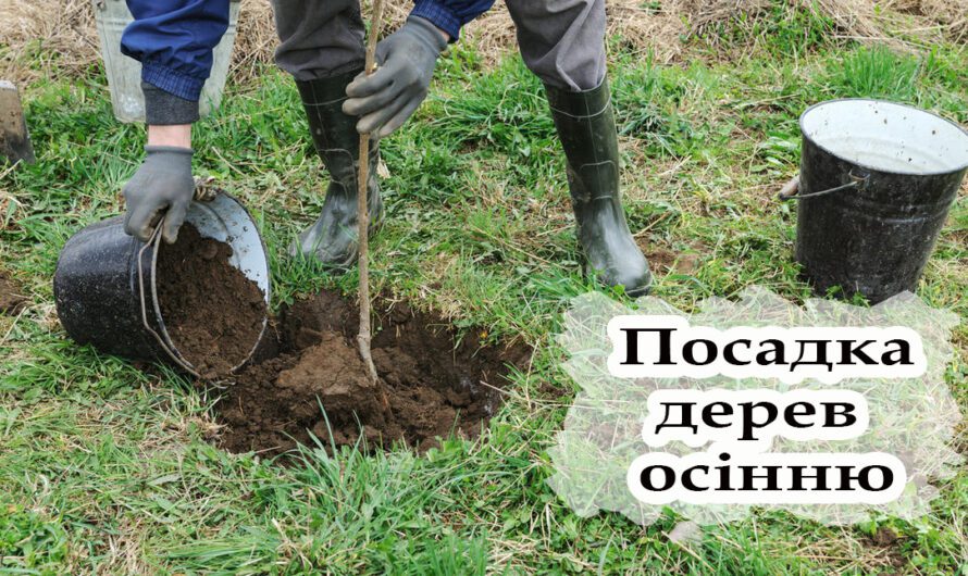 Які дерева та кущі треба садити восени, щоб добре прижилися та росли