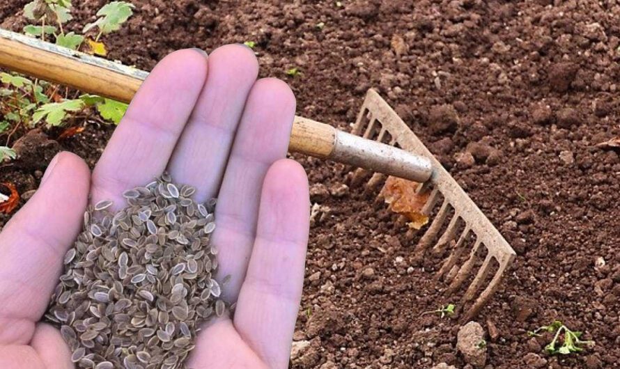 Навіщо розсипати кріп по городі на початку вересня. Поради досвідчених городників