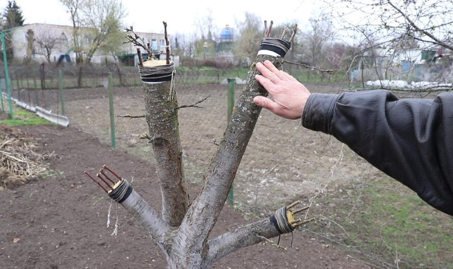 Осіннє щеплення плодових дерев: що потрібно знати