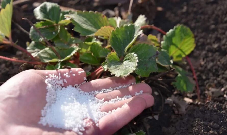 Чому саме восени підживити полуницю, щоб рясно вродила у наступному році