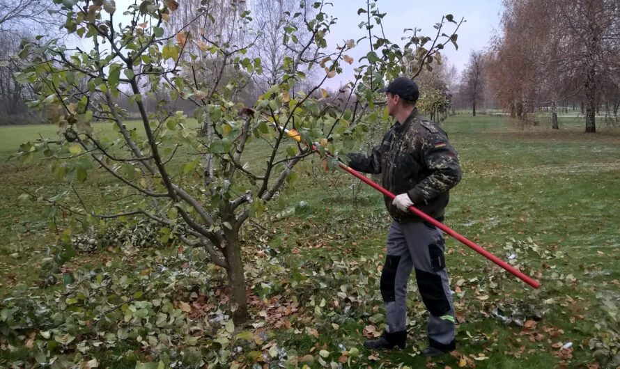 Осіння обрізка яблуні: секрети підготовки дерева до зими