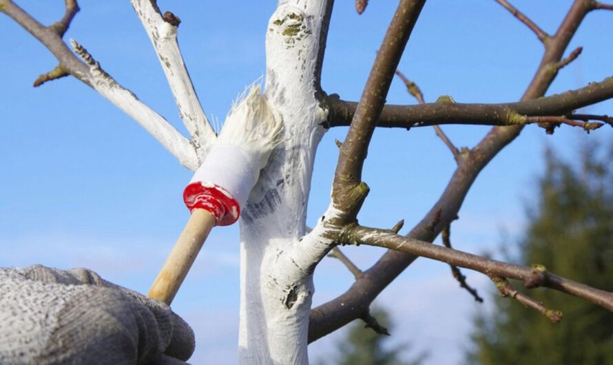 Не забудьте побілити дерева восени. Ось як правильно це робити