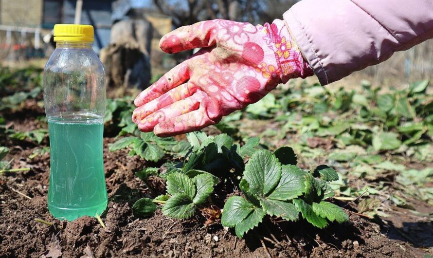 Щоб зміцнити кущі полуниці перед зимою, її потрібно підживити цим добривом. Не вимерзне та дасть гарний врожай