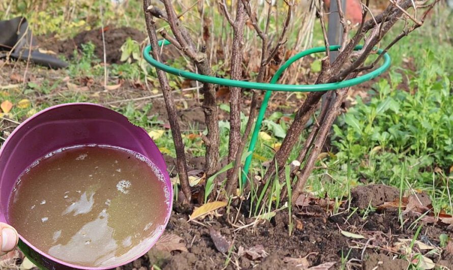 Чому осіннє підживлення таке важливе для смородини, та як правильно його вносити