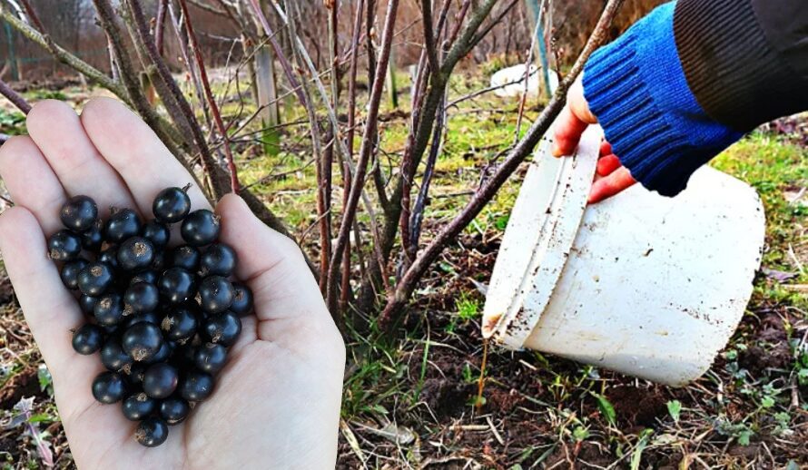 Осіннє підживлення смородини: що потрібно знати для гарного врожаю