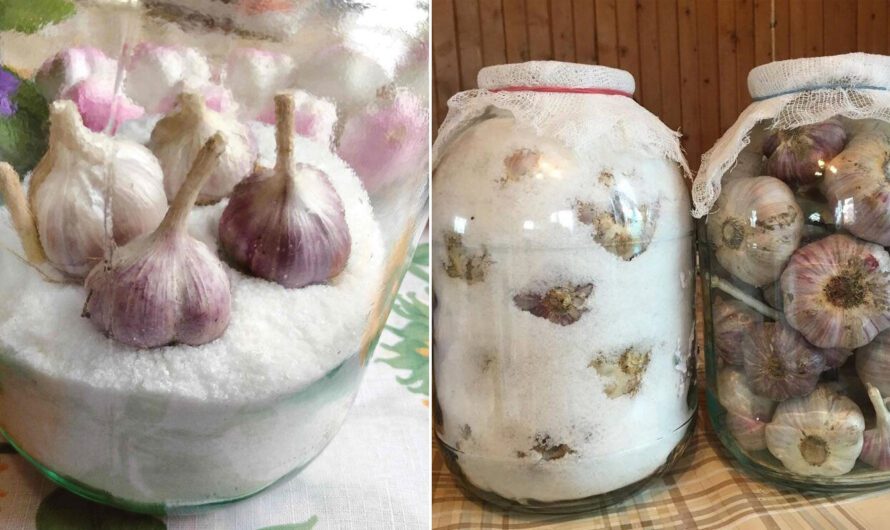 Як зберегти часник в домашніх умовах: 5 ефективних способів