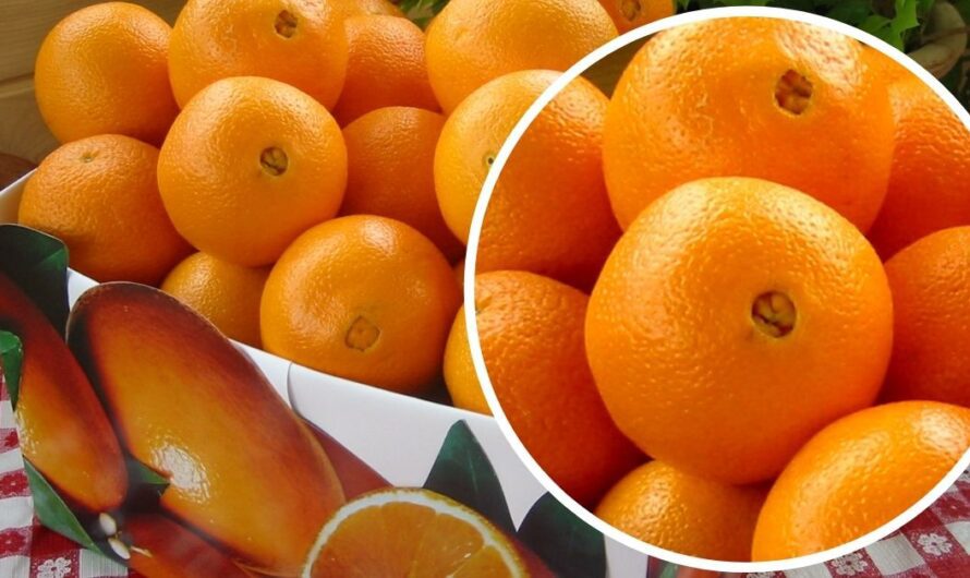 На що ще звернути увагу при виборі апельсини, щоб була солодка та спіла