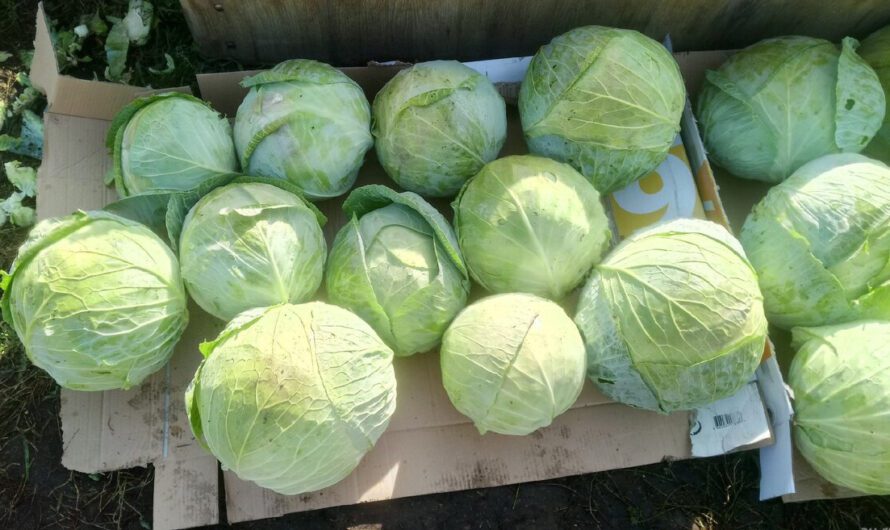 Свіжа капуста до весни: простий спосіб збереження врожаю
