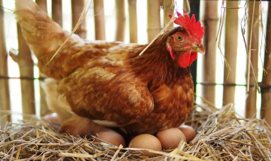 Зимовий раціон курки: проста суміш для підвищення несучості