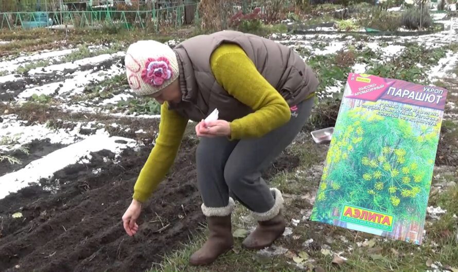 Сіємо кріп зимою, щоб вже ранньою весною мати свіжу зелень