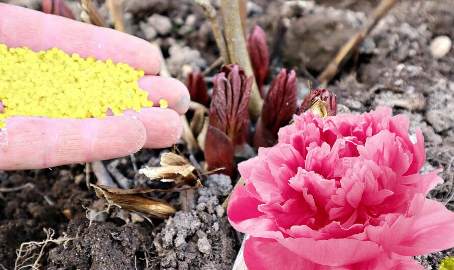 Підгодуйте півонію на початку весни цим добривом, щоб гарно росла та квітнула