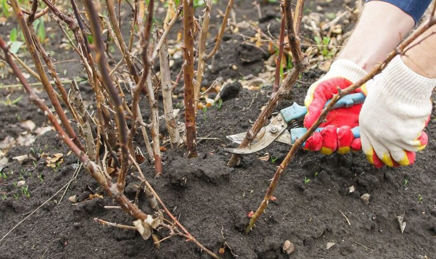 Як правильно обрізати троянди весною, щоб гарно та пишно квітнули усе літо