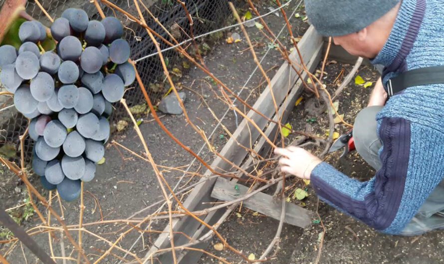 Що потрібно зробити з виноградом на початку весни: як правильно обрізати та чим підживити